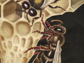  Schulwandkarte | Die Honigbiene | 60er Jahre
